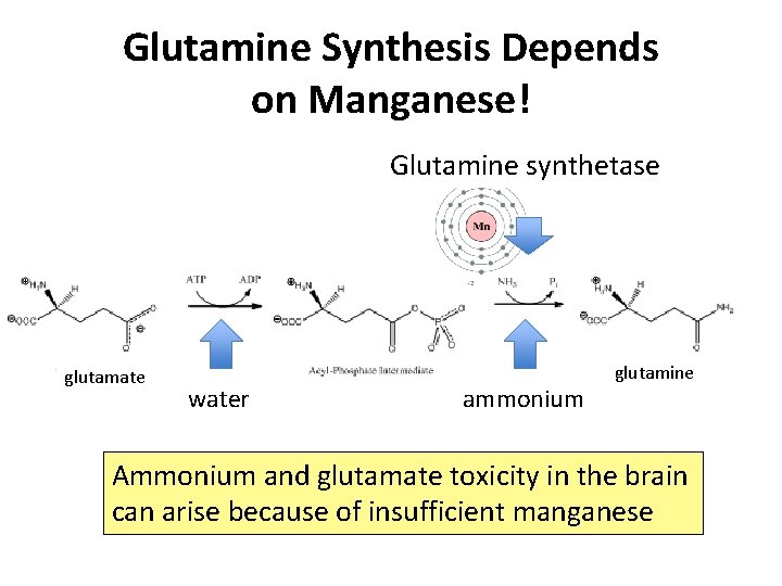 Glutamine Synthesis Depends on Manganese! Glutamine synthetase glutamate water ammonium glutamine Ammonium and glutamate
