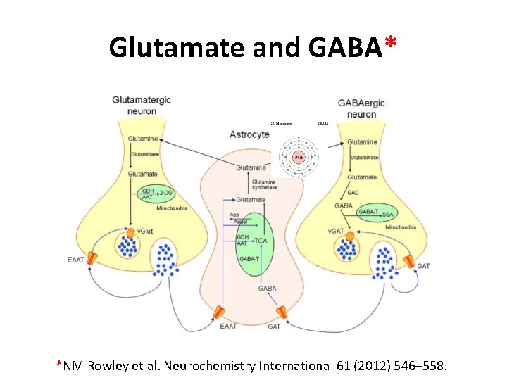 Glutamate and GABA* *NM Rowley et al. Neurochemistry International 61 (2012) 546– 558. 