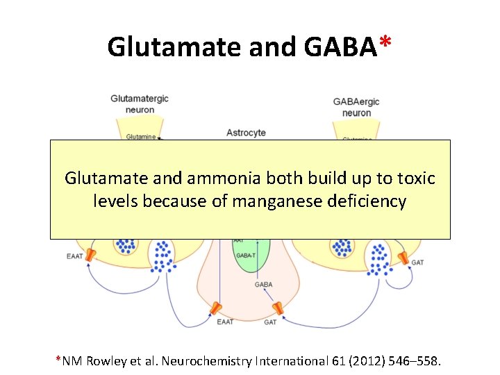 Glutamate and GABA* Glutamate and ammonia both build up to toxic levels because of