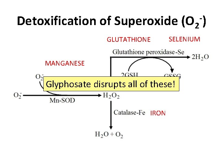 Detoxification of Superoxide (O 2 -) GLUTATHIONE SELENIUM MANGANESE Glyphosate disrupts all of these!