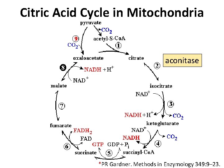 Citric Acid Cycle in Mitochondria aconitase *PR Gardner. Methods in Enzymology 349: 9– 23.