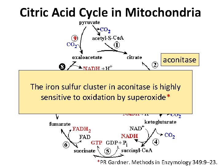 Citric Acid Cycle in Mitochondria aconitase The iron sulfur cluster in aconitase is highly