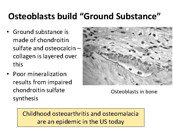 Osteoblasts build “Ground Substance” • Ground substance is made of chondroitin sulfate and osteocalcin