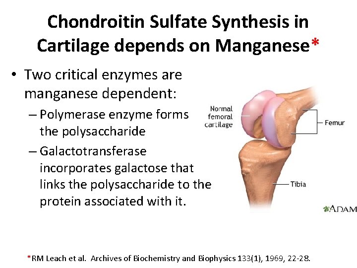 Chondroitin Sulfate Synthesis in Cartilage depends on Manganese* • Two critical enzymes are manganese