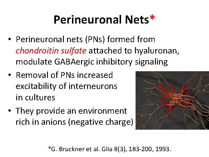 Perineuronal Nets* • Perineuronal nets (PNs) formed from chondroitin sulfate attached to hyaluronan, modulate