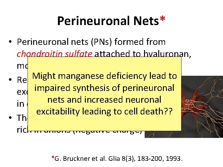 Perineuronal Nets* • Perineuronal nets (PNs) formed from chondroitin sulfate attached to hyaluronan, modulate