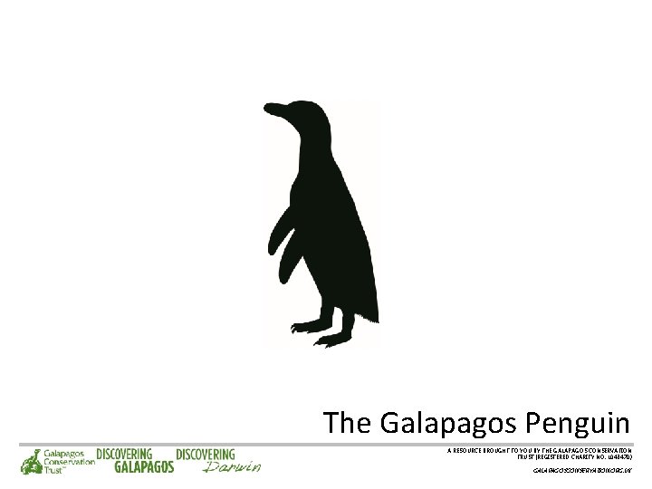 The Galapagos Penguin A RESOURCE BROUGHT TO YOU BY THE GALAPAGOS CONSERVATION TRUST (REGISTERED