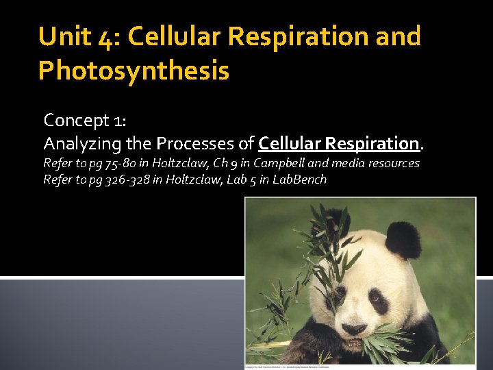 Unit 4: Cellular Respiration and Photosynthesis Concept 1: Analyzing the Processes of Cellular Respiration.
