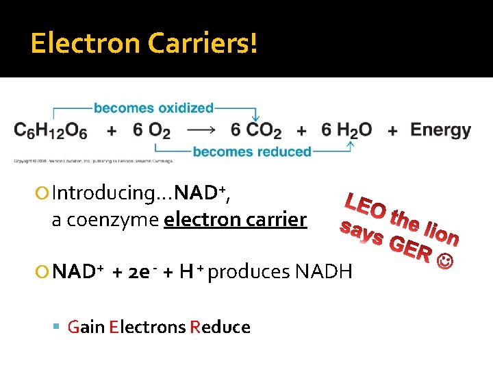 Electron Carriers! Introducing…NAD+, a coenzyme electron carrier NAD+ + 2 e - + H