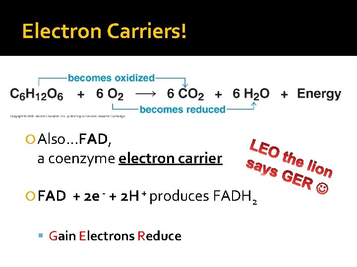 Electron Carriers! Also…FAD, a coenzyme electron carrier FAD + 2 e - + 2
