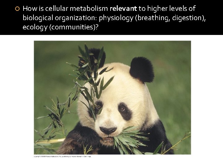  How is cellular metabolism relevant to higher levels of biological organization: physiology (breathing,