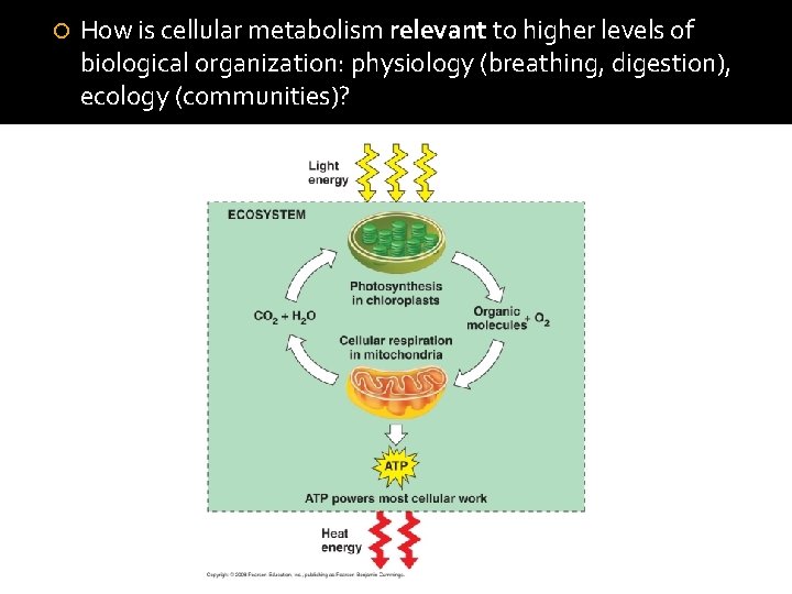  How is cellular metabolism relevant to higher levels of biological organization: physiology (breathing,