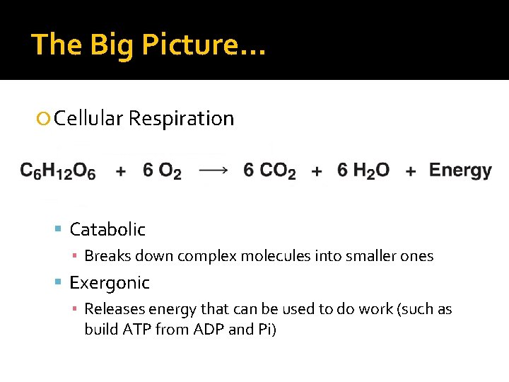 The Big Picture… Cellular Respiration Catabolic ▪ Breaks down complex molecules into smaller ones