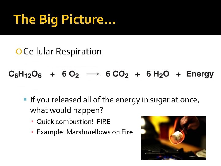 The Big Picture… Cellular Respiration If you released all of the energy in sugar