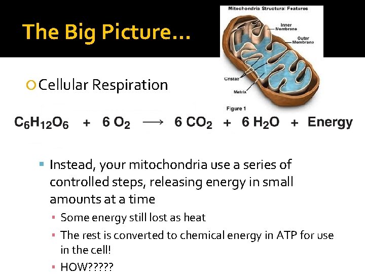 The Big Picture… Cellular Respiration Instead, your mitochondria use a series of controlled steps,