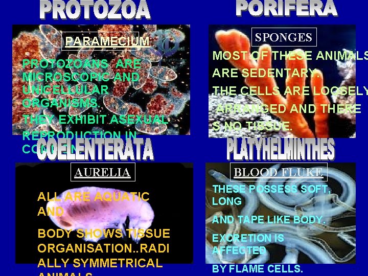 PARAMECIUM PROTOZOANS ARE MICROSCOPIC AND UNICELLULAR ORGANISMS. THEY EXHIBIT ASEXUAL REPRODUCTION IN COMMON. AURELIA