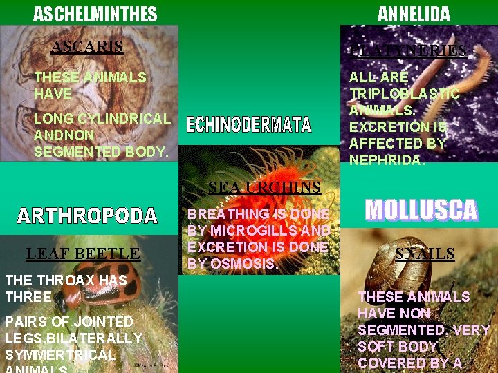 ASCHELMINTHES ANNELIDA ASCARIS PLATYNERIES THESE ANIMALS HAVE ALL ARE TRIPLOBLASTIC ANIMALS. EXCRETION IS AFFECTED