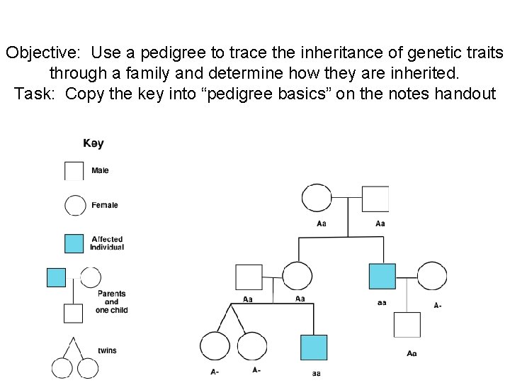Objective: Use a pedigree to trace the inheritance of genetic traits through a family