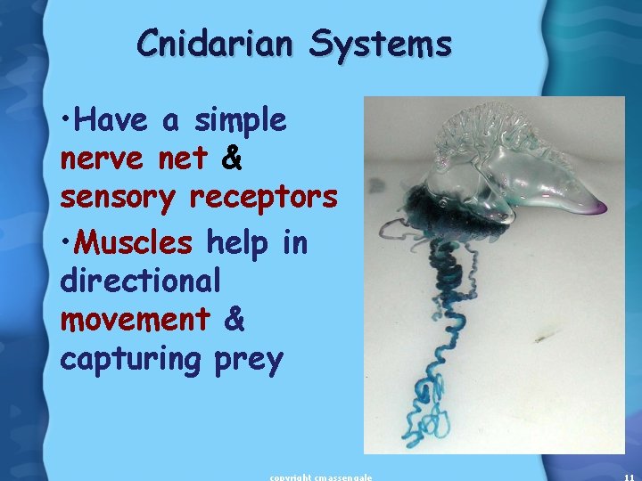 Cnidarian Systems • Have a simple nerve net & sensory receptors • Muscles help