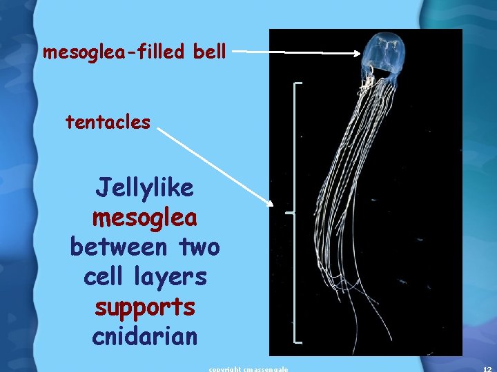 mesoglea-filled bell tentacles Jellylike mesoglea between two cell layers supports cnidarian 