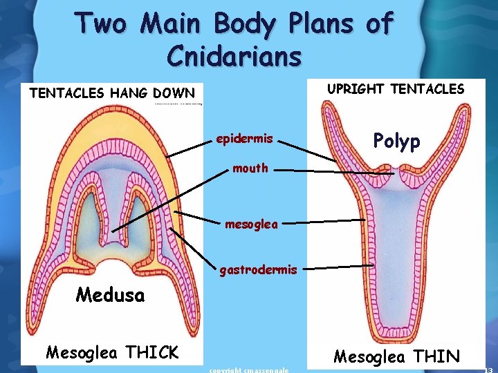 Two Main Body Plans of Cnidarians UPRIGHT TENTACLES HANG DOWN epidermis Polyp mouth mesoglea