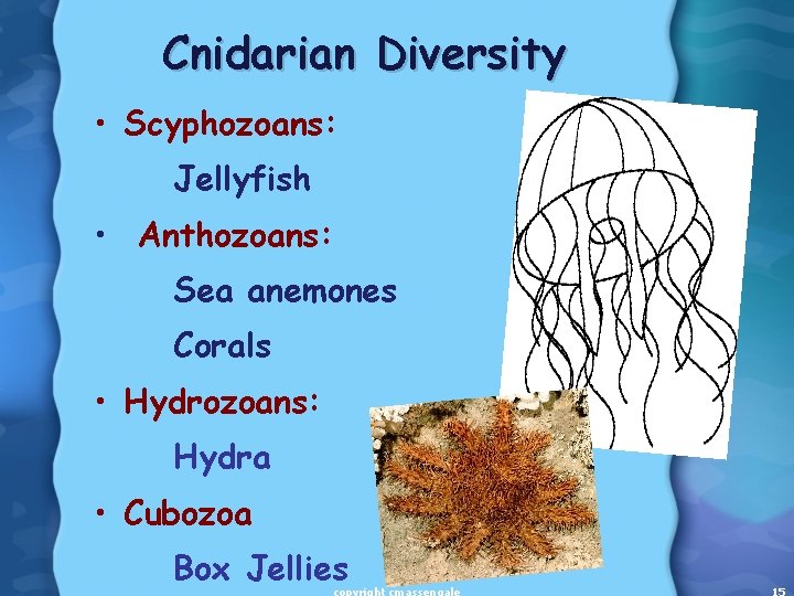 Cnidarian Diversity • Scyphozoans: Jellyfish • Anthozoans: Sea anemones Corals • Hydrozoans: Hydra •