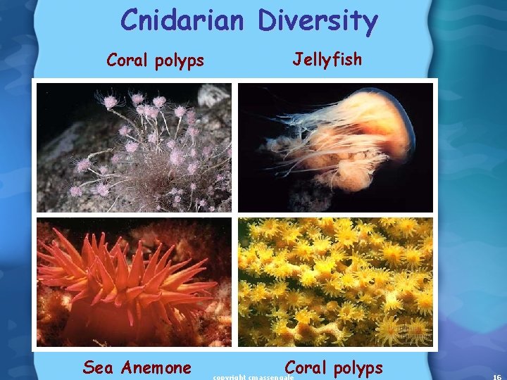 Cnidarian Diversity Coral polyps Sea Anemone Jellyfish Coral polyps 