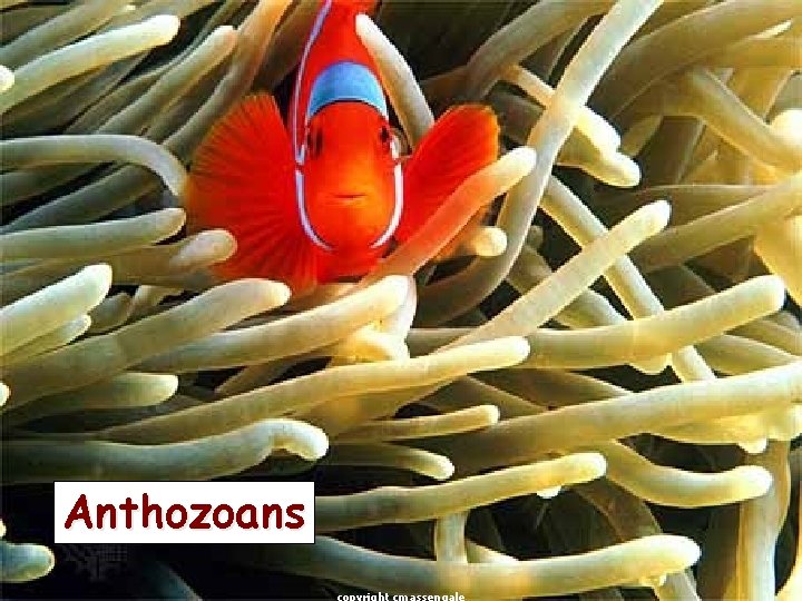 Anthozoans 