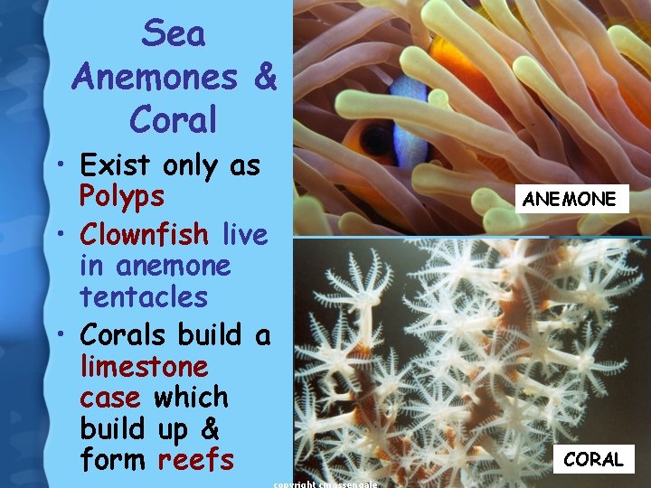 Sea Anemones & Coral • Exist only as Polyps • Clownfish live in anemone
