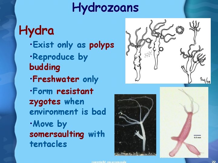 Hydrozoans Hydra • Exist only as polyps • Reproduce by budding • Freshwater only