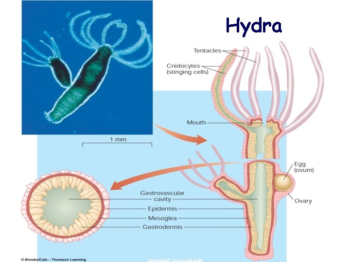 Hydra 