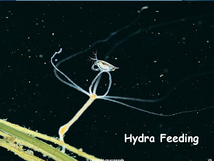 Hydra Feeding 