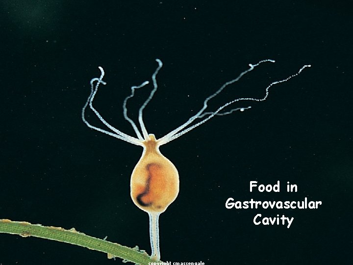 Food in Gastrovascular Cavity 