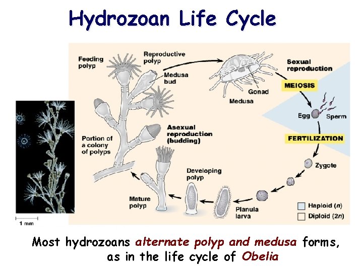 Hydrozoan Life Cycle Most hydrozoans alternate polyp and medusa forms, as in the life