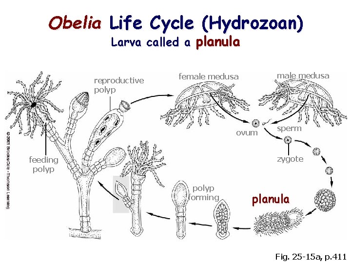 Obelia Life Cycle (Hydrozoan) Larva called a planula reproductive polyp male medusa female medusa