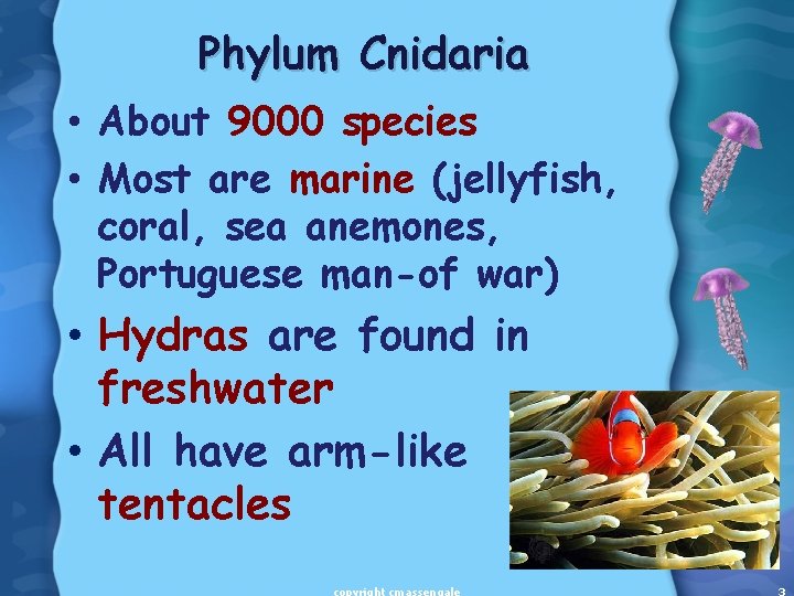 Phylum Cnidaria • About 9000 species • Most are marine (jellyfish, coral, sea anemones,