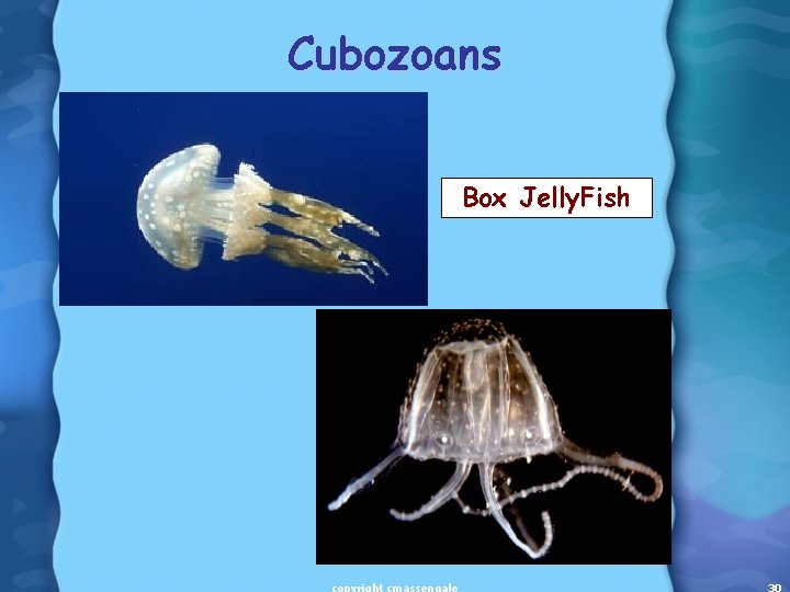 Cubozoans Box Jelly. Fish 