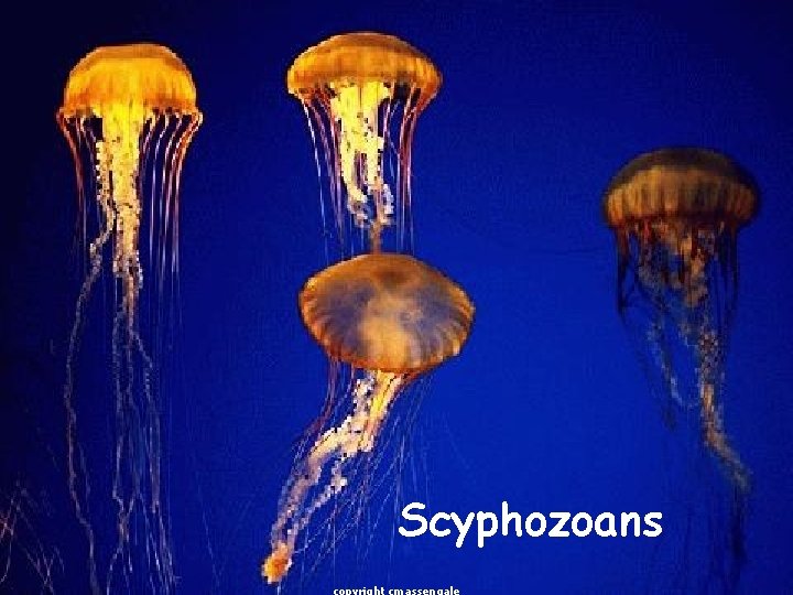 Scyphozoans 