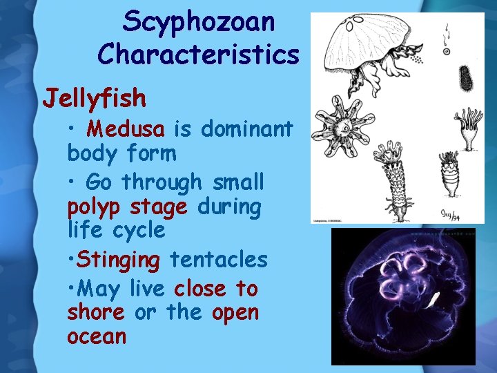 Scyphozoan Characteristics Jellyfish • Medusa is dominant body form • Go through small polyp