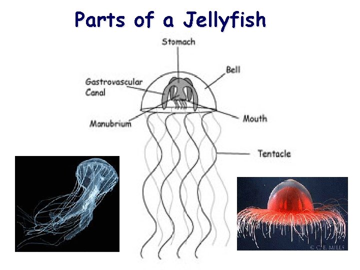 Parts of a Jellyfish 