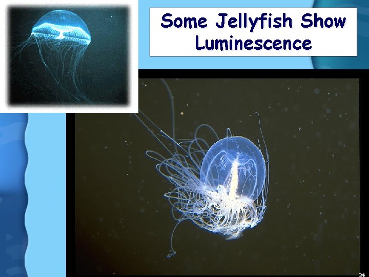 Some Jellyfish Show Luminescence 