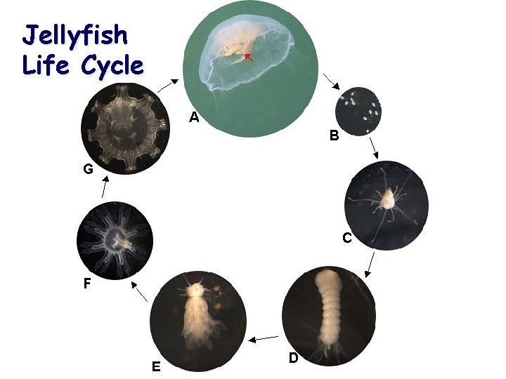 Jellyfish Life Cycle 