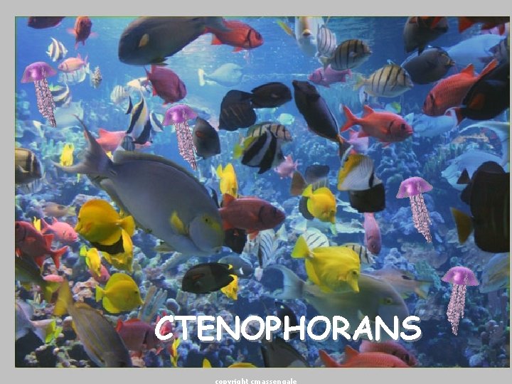 CTENOPHORANS 