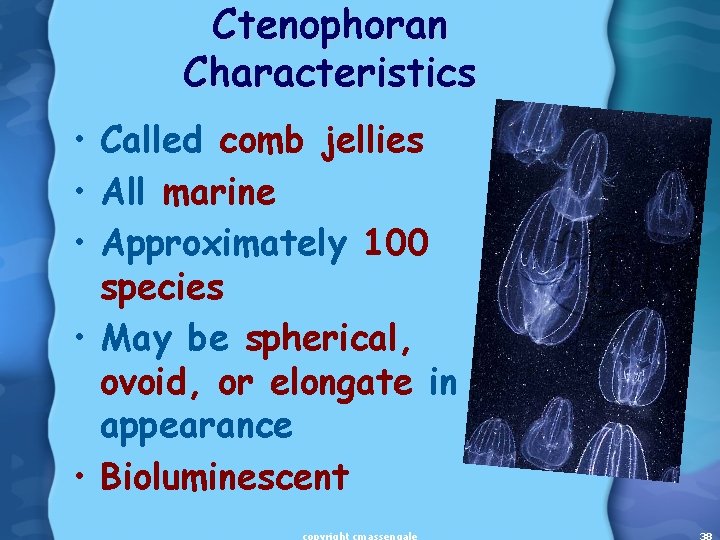 Ctenophoran Characteristics • Called comb jellies • All marine • Approximately 100 species •