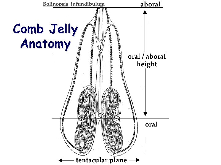 Comb Jelly Anatomy 