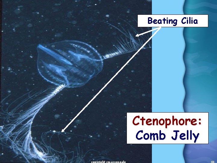 Beating Cilia Ctenophore: Comb Jelly 