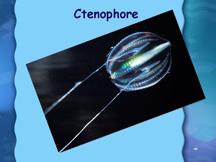 Ctenophore 42 