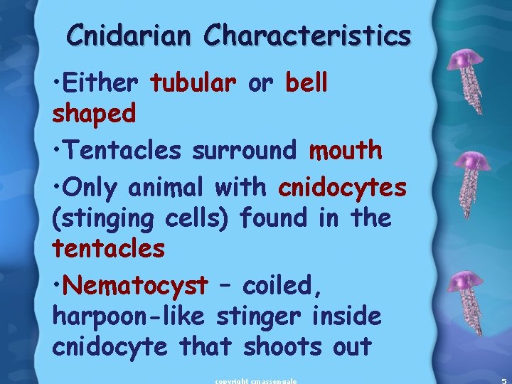 Cnidarian Characteristics • Either tubular or bell shaped • Tentacles surround mouth • Only