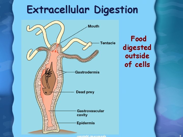 Extracellular Digestion Food digested outside of cells 