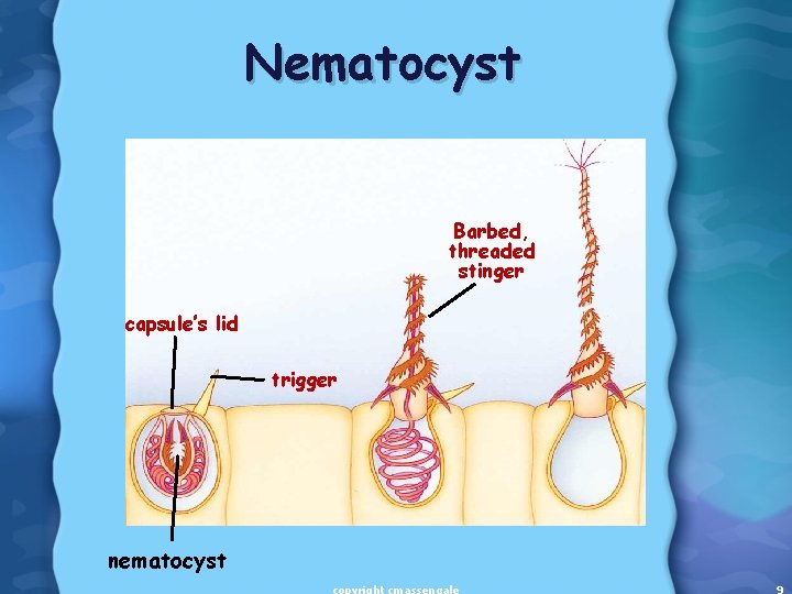 Nematocyst Barbed, threaded stinger capsule’s lid trigger nematocyst 